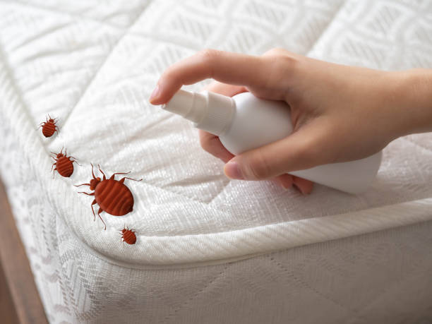 Spider Control Near Me in Deer Park, NY